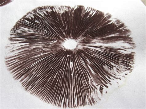 Obtaining magic mushroom spore prints